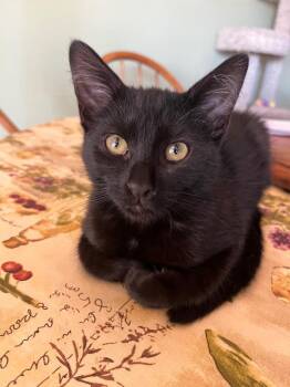 Violet / Ultra -  Domestic Short Hair Cat for Adoption in Youngtown, Arizona - Violet / Ultra | PetCurious