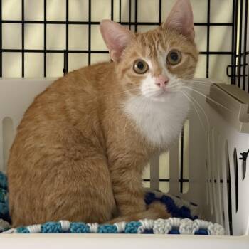 Domestic Short Hair Cats Available for Adoption - Gingerella | PetCurious