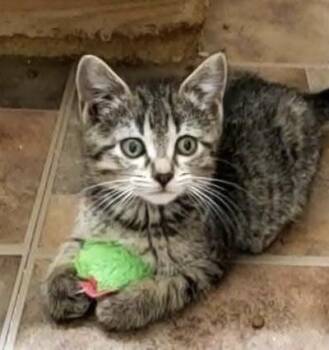 Rescue Domestic Short Hair and Tabby Cats for Adoption in Lemont, Illinois - Prue | PetCurious