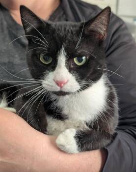 Domestic Short Hair Cats Available for Adoption in Canfield, Ohio - SPOOKY | PetCurious