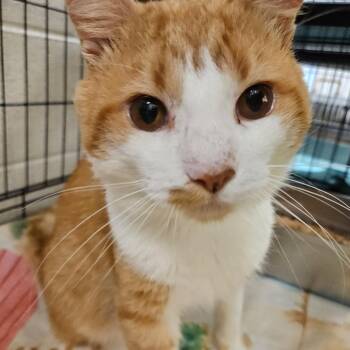 Johnathan -  Domestic Short Hair Cat for Adoption in Harrisonburg, Virginia - Johnathan | PetCurious