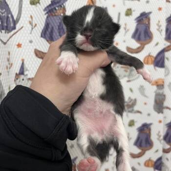 Domestic Short Hair Cats Available for Adoption - Blizzard (paired With A Sibling) | PetCurious