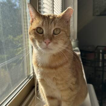 Rescue Domestic Short Hair Cats for Adoption in Chicago, Illinois - Mr. Pickles | PetCurious