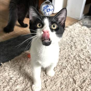 Koala -  Domestic Short Hair Cat for Adoption in NEW PT RICHEY, Florida - Koala | PetCurious