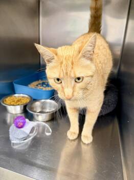 Marmalade -  Domestic Short Hair Cat for Adoption in Petersburg, Virginia - Marmalade | PetCurious