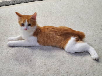 Rescue American Bobtail and Domestic Short Hair Cats for Adoption in Cincinnati, Ohio - FlufFluff | PetCurious