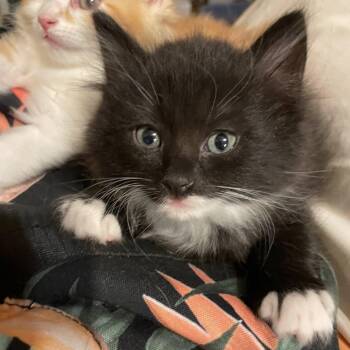 Zuni -  Domestic Short Hair Cat Available for Adoption in San Tan Valley, Arizona - Zuni | PetCurious