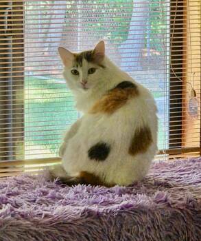Rascal -  Calico Cat for Adoption in Pasco, Washington - Rascal | PetCurious
