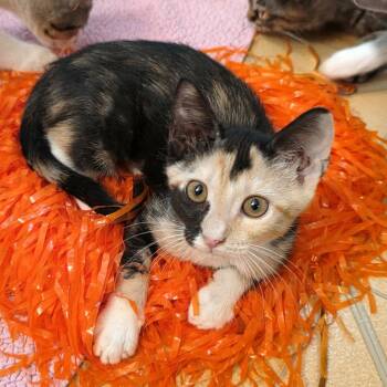 Variety pack -  Domestic Short Hair Cat for Adoption in Carencro, Louisiana - Variety Pack | PetCurious