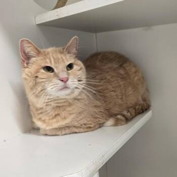 Domestic Long Hair Cats Available for Adoption in Jasper, Indiana - Sunny | PetCurious
