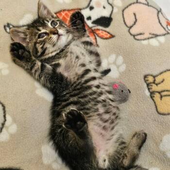 Rummo -  Domestic Short Hair Cat for Adoption in Westminster, California - Rummo | PetCurious