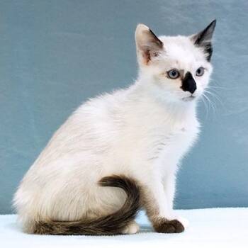 Bella -  Siamese Cat for Adoption in Maynardville, Tennessee - Bella | PetCurious