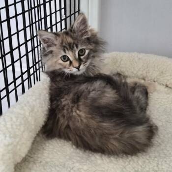 Domestic Long Hair Cats Available for Adoption - Muffin | PetCurious
