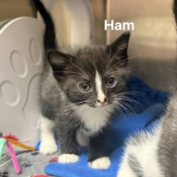 Domestic Short Hair Cats Available for Adoption in Jacksboro, Tennessee - Ham | PetCurious