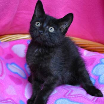 Ross -  Domestic Short Hair Cat for Adoption in Beaumont, Texas - Ross | PetCurious