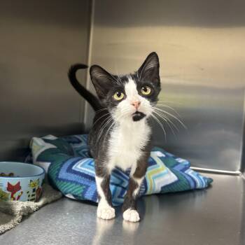 Jacob -  Domestic Short Hair Cat for Adoption in Collierville, Tennessee - Jacob | PetCurious