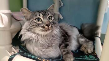 Zelda -  Domestic Medium Hair Cat for Adoption in Kirkland, Washington - Zelda | PetCurious