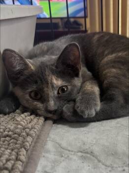 Snow Cone -  Domestic Short Hair and Dilute Tortoiseshell Cat for Adoption in Montville, New Jersey - Snow Cone | PetCurious