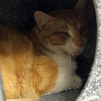 Domestic Short Hair Cats Available for Adoption in Pauls Valley, Oklahoma - Murray | PetCurious