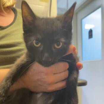 Ian -  Domestic Short Hair Cat for Adoption in Albert Lea, Minnesota - Ian | PetCurious