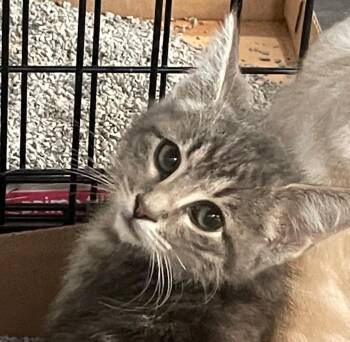 Sisu PRAC -  Domestic Short Hair Cat for Adoption in Newaygo, Michigan - Sisu PRAC | PetCurious