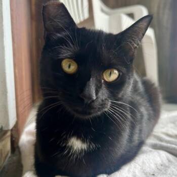 Cannon -  Domestic Short Hair Cat for Adoption in East Montpelier, Vermont - Cannon | PetCurious