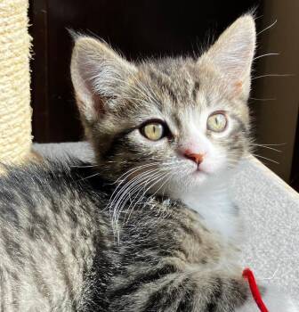 Domestic Short Hair Cats Available for Adoption in Pasco, Washington - Brody | PetCurious
