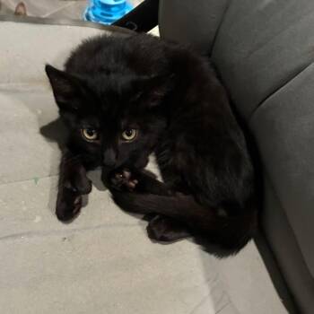 Meowhattan -  Extra Toes Cat Hemingway Polydactyl Cat for Adoption in Bulverde, Texas - Meowhattan | PetCurious