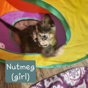 Rescue Domestic Short Hair Cats for Adoption in Stamford, Connecticut - Nutmeg | PetCurious