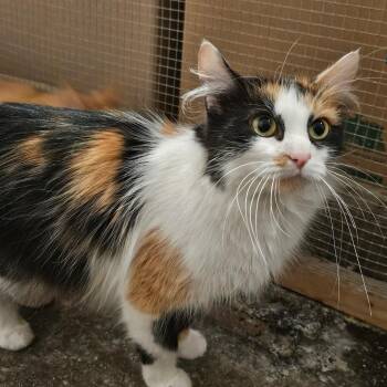 Domestic Medium Hair Cats Available for Adoption in Bismarck, North Dakota - Cady | PetCurious