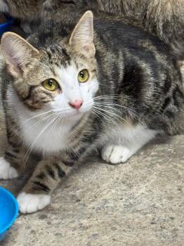 Nova Lee -  Domestic Short Hair Cat for Adoption in Hagaman, New York - Nova Lee | PetCurious