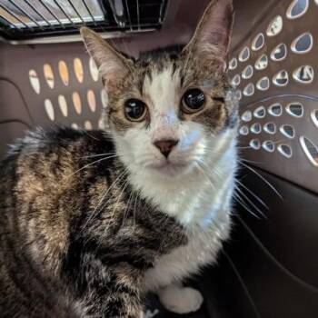 Tyrion -  Domestic Short Hair Cat for Adoption in Lynchburg, Virginia - Tyrion | PetCurious