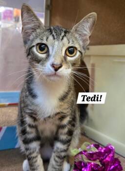 Tedi -  Tabby and Domestic Short Hair Cat for Adoption in San Antonio, Texas - Tedi | PetCurious