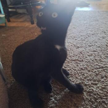 Twinkle -  Domestic Short Hair Cat for Adoption in Shelbyville, Indiana - Twinkle | PetCurious