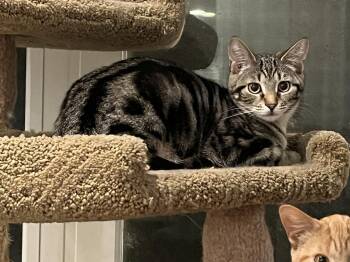 Domestic Short Hair Cats Available for Adoption in Pitman, New Jersey - Kira | PetCurious