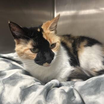 Domestic Short Hair Cats Available for Adoption in Titusville, Florida - Nellie | PetCurious