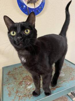 Avalee -  Domestic Short Hair Cat for Adoption in Fargo, North Dakota - Avalee | PetCurious