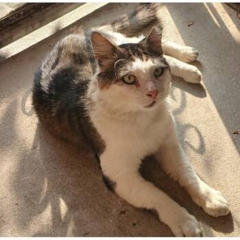 Rescue Domestic Medium Hair Cats for Adoption in New York, New York - Donatello | PetCurious