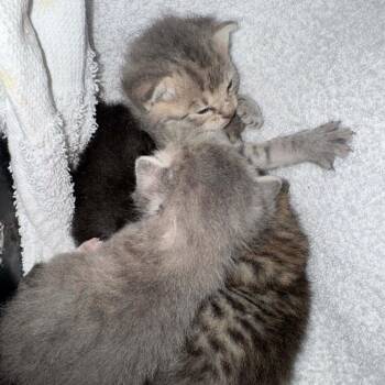 Rummy -  Domestic Short Hair Cat for Adoption in Williston, Florida - Rummy | PetCurious