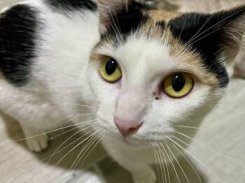 Rescue Calico Cats for Adoption in Granite Shoals, Texas - Polka | PetCurious