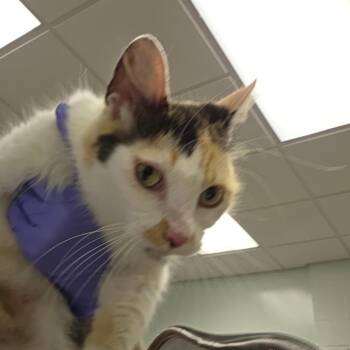 Bell -  Domestic Short Hair Cat for Adoption in Chattanooga, Tennessee - Bell | PetCurious