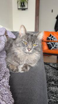 Lovell -  Domestic Medium Hair Cat for Adoption in Eden Prairie, Minnesota - Lovell | PetCurious