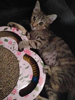 Lily ( Kat) -  Tabby Cat for Adoption in Vallejo, California - Lily ( Kat) | PetCurious