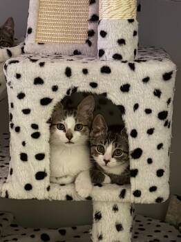 Norman -  Domestic Short Hair Cat for Adoption in Melrose, Massachusetts - Norman | PetCurious