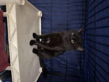 Domestic Short Hair Cats Available for Adoption in Magnolia, Texas - Casanova  | PetCurious