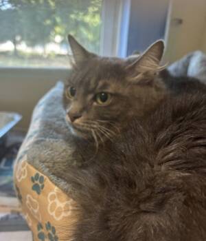 Rescue Domestic Long Hair and Domestic Short Hair Cats for Adoption in Atlanta, Georgia - Phoebe | PetCurious