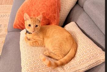 Rescue American Shorthair Cats for Adoption in Weehawken Township, New Jersey - Paczki | PetCurious