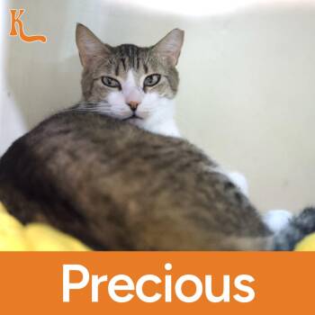 Cassie (AKA Precious) -  Domestic Short Hair Cat for Adoption in Desert Hot Springs, California - Cassie (AKA Precious) | PetCurious