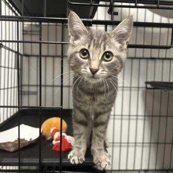 Iridessa -  Domestic Short Hair Cat for Adoption in Mooresville, North Carolina - Iridessa | PetCurious