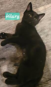 Hilary -  Domestic Short Hair Cat for Adoption in Greenwood, Indiana - Hilary | PetCurious